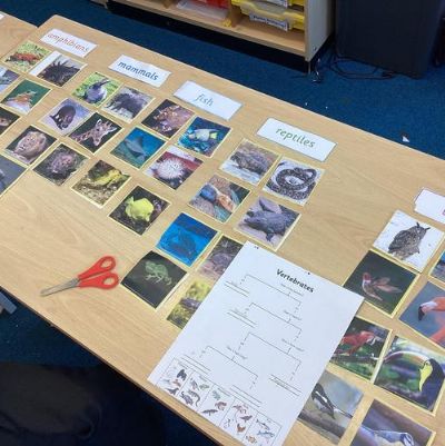 Classifying animals into their correct categories