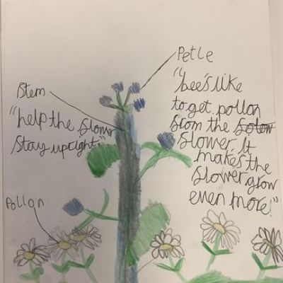 Plants